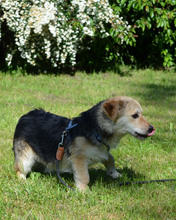 RICHIE, Hund, Mischlingshund in Kroatien - Bild 6