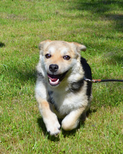 RICHIE, Hund, Mischlingshund in Kroatien - Bild 7