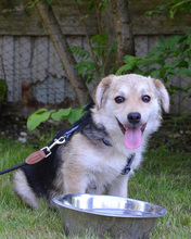 RICHIE, Hund, Mischlingshund in Kroatien - Bild 8