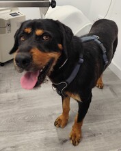 TERRY, Hund, Mischlingshund in Spanien - Bild 1