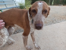 JARA, Hund, Jagdhund in Spanien - Bild 1