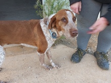 JARA, Hund, Jagdhund in Spanien - Bild 2
