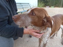JARA, Hund, Jagdhund in Spanien - Bild 3