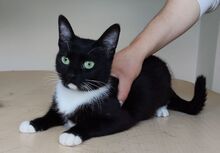 CALCETA, Katze, Europäisch Kurzhaar in Spanien - Bild 1