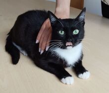 CALCETA, Katze, Europäisch Kurzhaar in Spanien - Bild 2