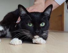 CALCETA, Katze, Europäisch Kurzhaar in Spanien - Bild 3