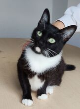 CALCETA, Katze, Europäisch Kurzhaar in Spanien - Bild 4
