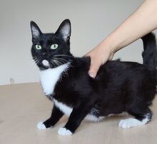 CALCETA, Katze, Europäisch Kurzhaar in Spanien - Bild 5