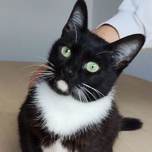 CALCETA, Katze, Europäisch Kurzhaar in Spanien - Bild 6