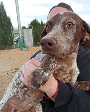 PHILIP, Hund, Deutsch Kurzhaar in Spanien - Bild 1