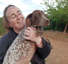 PHILIP, Hund, Deutsch Kurzhaar in Spanien - Bild 2