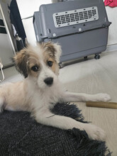 VERA, Hund, Mischlingshund in Rumänien - Bild 1