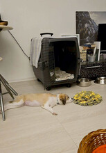 VERA, Hund, Mischlingshund in Rumänien - Bild 10