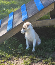 VERA, Hund, Mischlingshund in Rumänien - Bild 12
