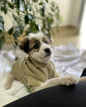 VERA, Hund, Mischlingshund in Rumänien - Bild 13