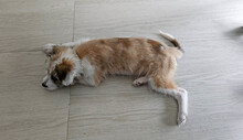 VERA, Hund, Mischlingshund in Rumänien - Bild 14