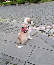 VERA, Hund, Mischlingshund in Rumänien - Bild 16