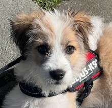 VERA, Hund, Mischlingshund in Rumänien - Bild 17