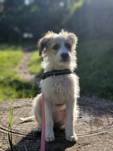 VERA, Hund, Mischlingshund in Rumänien - Bild 18