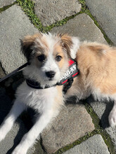 VERA, Hund, Mischlingshund in Rumänien - Bild 19