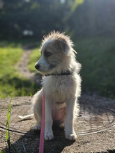 VERA, Hund, Mischlingshund in Rumänien - Bild 2