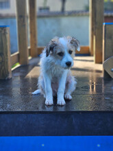 VERA, Hund, Mischlingshund in Rumänien - Bild 21