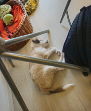 VERA, Hund, Mischlingshund in Rumänien - Bild 4