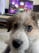 VERA, Hund, Mischlingshund in Rumänien - Bild 5