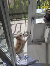VERA, Hund, Mischlingshund in Rumänien - Bild 6