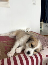 VERA, Hund, Mischlingshund in Rumänien - Bild 7