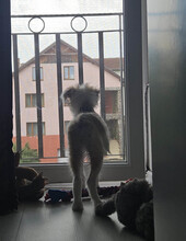 VERA, Hund, Mischlingshund in Rumänien - Bild 8