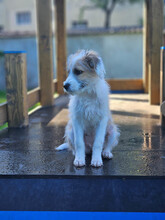 VERA, Hund, Mischlingshund in Rumänien - Bild 9