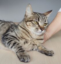 CAMPANA, Katze, Europäisch Kurzhaar in Spanien - Bild 1