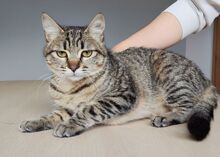CAMPANA, Katze, Europäisch Kurzhaar in Spanien - Bild 2