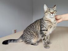 CAMPANA, Katze, Europäisch Kurzhaar in Spanien - Bild 3