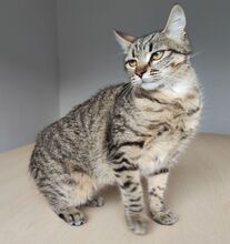 CAMPANA, Katze, Europäisch Kurzhaar in Spanien - Bild 4
