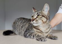CAMPANA, Katze, Europäisch Kurzhaar in Spanien - Bild 5