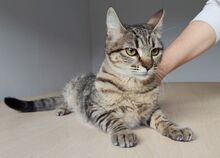 CAMPANA, Katze, Europäisch Kurzhaar in Spanien - Bild 6