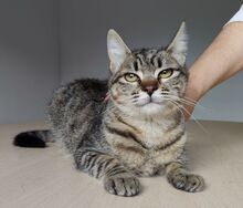CAMPANA, Katze, Europäisch Kurzhaar in Spanien - Bild 7