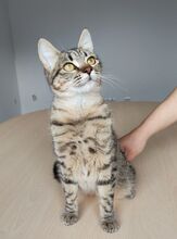 CAMPANA, Katze, Europäisch Kurzhaar in Spanien - Bild 8