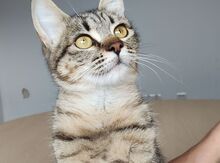 CAMPANA, Katze, Europäisch Kurzhaar in Spanien - Bild 9