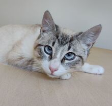 VOLCN, Katze, Thai-Siam in Spanien - Bild 1