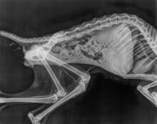 VOLCN, Katze, Thai-Siam in Spanien - Bild 10