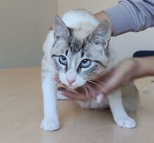 VOLCN, Katze, Thai-Siam in Spanien - Bild 2