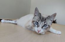 VOLCN, Katze, Thai-Siam in Spanien - Bild 3