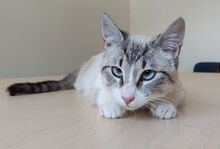 VOLCN, Katze, Thai-Siam in Spanien - Bild 4