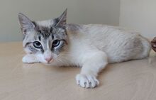 VOLCN, Katze, Thai-Siam in Spanien - Bild 5