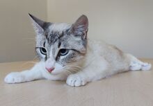 VOLCN, Katze, Thai-Siam in Spanien - Bild 6