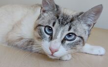 VOLCN, Katze, Thai-Siam in Spanien - Bild 7