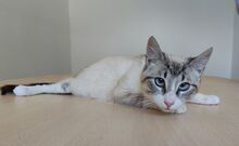 VOLCN, Katze, Thai-Siam in Spanien - Bild 8